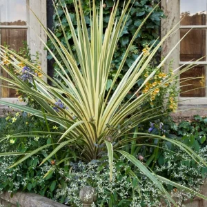 Phormium (Alacalı)