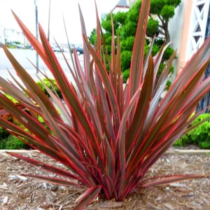 Phormium kırmızı