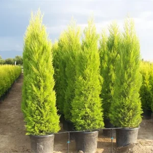 Leylandi Limon Selvi