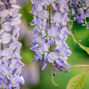 Mor Salkım Çiçeği